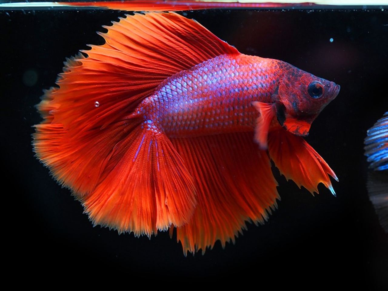 Peixe Betta macho vermelho em aquário em Itaguaí