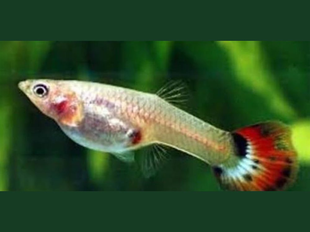 Peixe Guppy comum colorido nadando em aquário