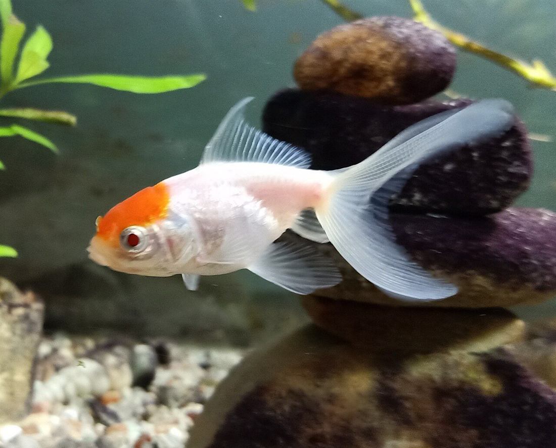 Peixe Japonês Red Cap branco com cabeça laranja em aquário